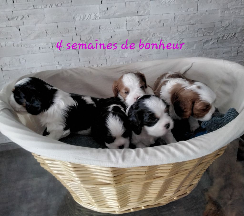 chiot Cavalier King Charles Spaniel du Moulin Des Anges