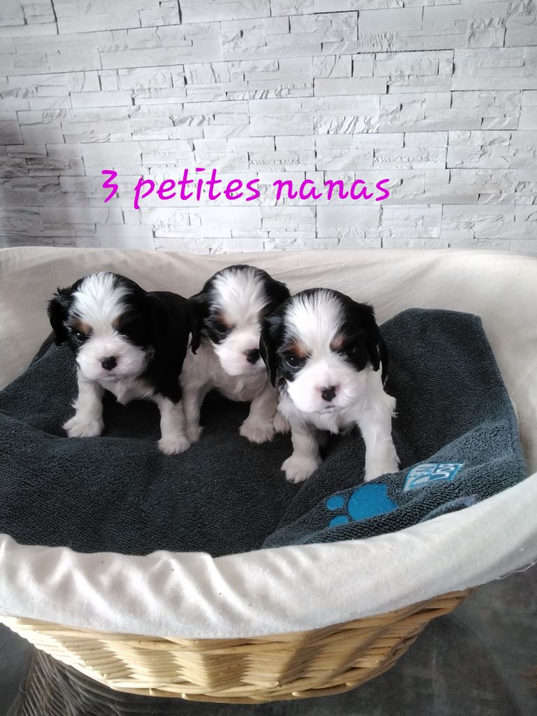 du Moulin Des Anges - 3 petites tricolores à  réserver 