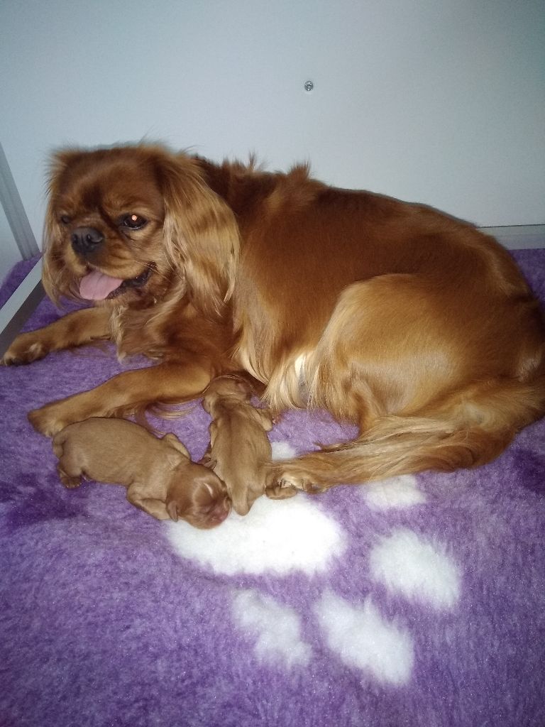 les bébés de Lady